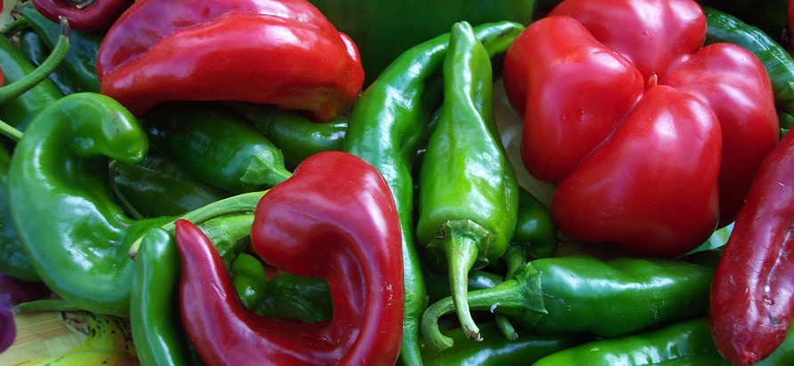 jalapeno chile peppers