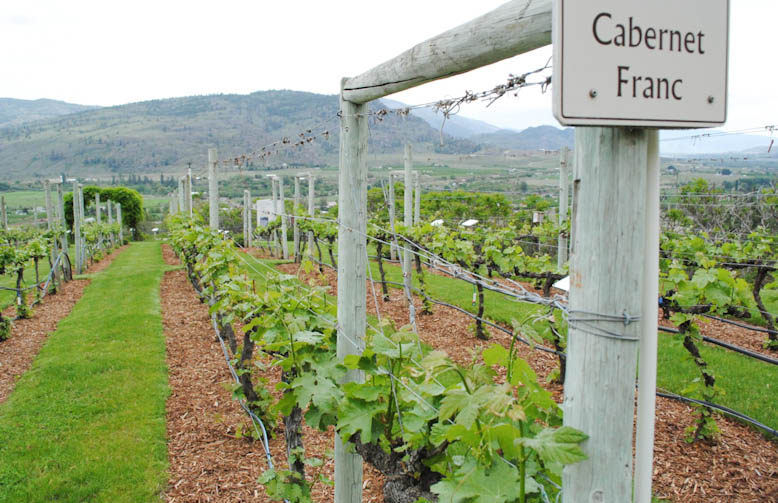 Cabernet Franc in the demonstration vineyard