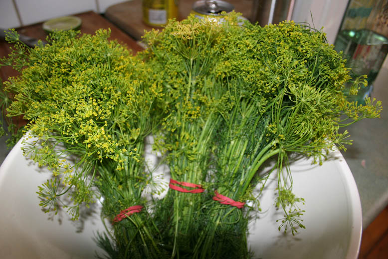 pickles - dill flowers