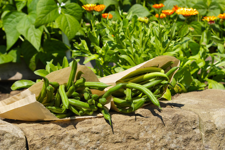 Farm-stand-green-beans