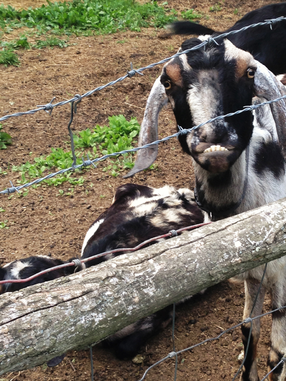 goats on the farm2