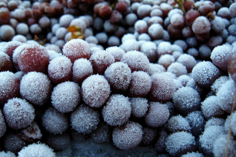 winter grapes