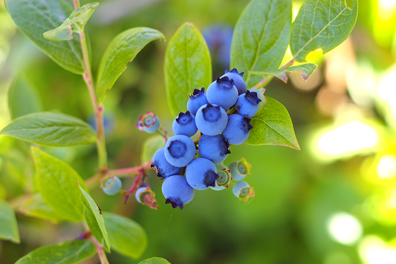 Blueberries (Holly's)